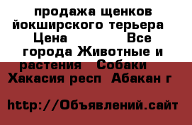 продажа щенков йокширского терьера › Цена ­ 25 000 - Все города Животные и растения » Собаки   . Хакасия респ.,Абакан г.